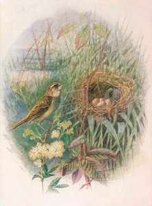 Sedge-Warbler - التهاب البراغي الدماغي ، c1910 ، 1910 بواسطة جورج جيمس رانكين