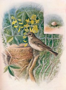 صائد الذباب المرقط - Muscicapa Grisola ، c1910 ، 1910 بواسطة جورج جيمس رانكين