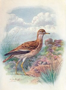 ستون كيرلو ، نورفولك بلوفر ، أو ركبة سميكة - OEdicnemus scolopax ، c1910 ، 1910 بواسطة جورج جيمس رانكين
