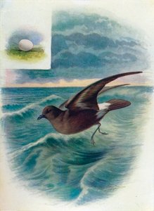 العاصفة Petrel - Procellaria pelagica ، c1910 ، 1910 بواسطة جورج جيمس رانكين