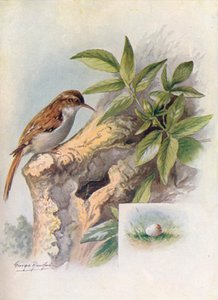 شجرة الزاحف - سيرثيا مألوف ، c1910 ، 1910 بواسطة جورج جيمس رانكين