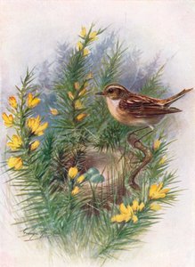 Whinchat - Pratincola rubetra ، c1910 ، 1910 بواسطة جورج جيمس رانكين