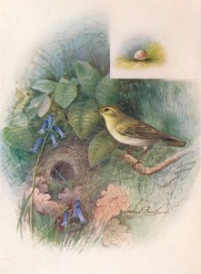 Wood-Wren - Phylloscopus sibilatrix ، c1910 ، 1910 بواسطة جورج جيمس رانكين