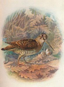 Woodcock - Scolopax rusticula ، c1910 ، 1910 بواسطة جورج جيمس رانكين