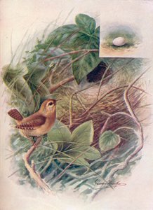 Wren - TROGLODYTES صغير ، c1910 ، 1910 بواسطة جورج جيمس رانكين