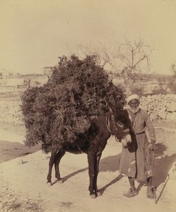 حمار يحمل حمولة من الجذور والأغصان للوقود ، فلسطين ، حوالي 1900 (صورة))