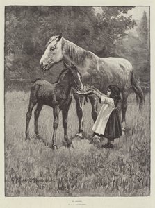 في البرسيم