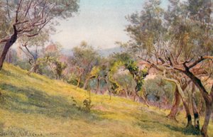 من خلال الزيتون، فلورنسا (ليثو ملون) بواسطة جورج صموئيل الجود