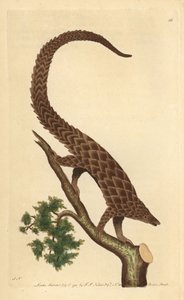 مانيس بأربعة أصابع ، البنغولين طويل الذيل أو البنغول ذو البطن الأسود ، من "The Naturalist