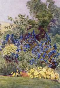 Anchusa Italica Dropmore variety, the Dropmore Alkanet, with Clematis recta and Violas (colour litho) بواسطة جورج صوبر