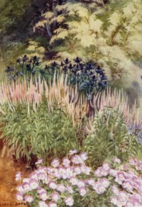 Veronica spicata rosea ، مع Eryngiums و Violas (لون ليثو) بواسطة جورج صوبر