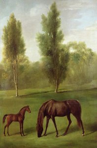 A Chestnut Mare and Foal in a Wooded Landscape, c.1761-63 (oil on canvas) بواسطة جورج ستابس