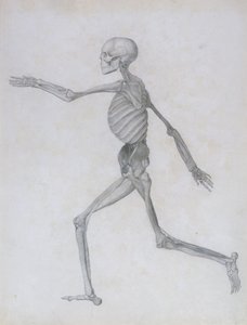 معرض تشريحي مقارن لهيكل جسم الإنسان مع نمر وطيور مشتركة: شخصية بشرية ، منظر جانبي ، 1795-1806 بواسطة جورج ستابس