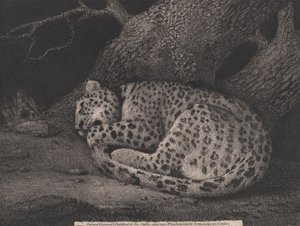 نمر نائم ، نقشه الفنان ، حانة. 1791 (حفر) بواسطة جورج ستابس