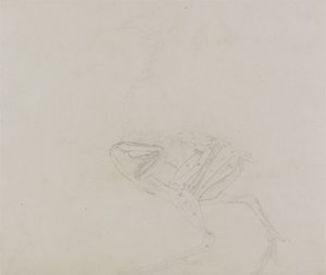 Dorking Hen Body ، منظر جانبي ، من معرض تشريحي مقارن لهيكل جسم الإنسان مع نمر وطيور مشتركة ، 1795-1806 (الجرافيت على ورق نسج رقيق) بواسطة جورج ستابس