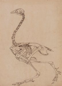 هيكل عظمي للطيور ، عرض جانبي (دراسة الشكل الرئيسي للجدول الخامس) بواسطة George Stubbs