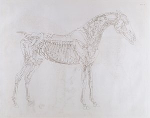 رسم توضيحي من "تشريح الحصان ، بما في ذلك وصف خاص للعظام والغضاريف والعضلات ... في ثمانية عشر منضدة" ، طبعها ج. بورسر ، 1766 بواسطة جورج ستابس