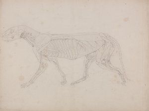 دراسة لنمر ، منظر جانبي ، من معرض تشريحي مقارن لهيكل جسم الإنسان مع نمر وطيور مشتركة ، c.1795-1806 (الجرافيت على ورق خرطوشة) بواسطة جورج ستابس