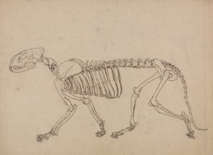 دراسة لنمر ، منظر جانبي ، من معرض تشريحي مقارن لهيكل جسم الإنسان مع نمر وطيور مشتركة ، 1795-1806 (قلم وحبر وجرافيت على ورق منسوج رقيق بواسطة جورج ستابس