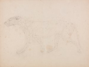 دراسة لنمر ، منظر جانبي ، من معرض تشريحي مقارن لهيكل جسم الإنسان مع نمر وطيور مشتركة ، 1795-1806 (جرافيت على ورق منسوج) بواسطة جورج ستابس