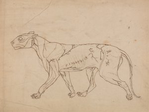 دراسة لنمر ، منظر جانبي ، من معرض تشريحي مقارن لهيكل جسم الإنسان مع نمر وطيور مشتركة ، 1795-1806 (جرافيت على ورق منسوج كثيف) بواسطة جورج ستابس