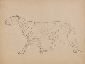 دراسة لنمر ، منظر جانبي ، من معرض تشريحي مقارن لهيكل جسم الإنسان مع نمر وطيور مشتركة ، 1795-1806 (قلم وحبر فوق الجرافيت والطباشير على نسج p بواسطة جورج ستابس