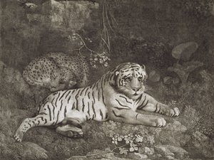 اثنين من Tygers ، نقش من قبل الفنان ، حانة. 1788 (حفر) بواسطة جورج ستابس
