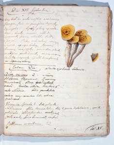 رسم توضيحي لأنواع من الفطريات ، من "Diarium Botanicum" للفنان ، 1786 (قلم وحبر ومرحاض على ورق) بواسطة جورج كوفييه
