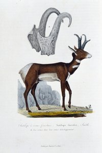 مجلس التاريخ الطبيعي: مجلس علم الحيوان الذي يمثل الظباء المصفوع ؛ Furcifer Antelope ، سميث. أ. القرون في تطورهم بالكامل - في "" الأعمال الكاملة لبوفون "بواسطة عالم الطبيعة جورج لويس لوكلير ، كونت بوفون (1707 - 1788). النقش و بواسطة جورج لويس لوكلير