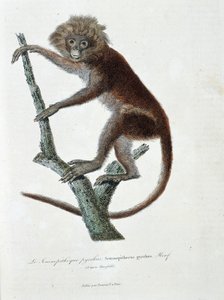 لوحة التاريخ الطبيعي: لوحة علم الحيوان تصور بيرروس Semnopitheque ؛ Semnopithecus pyrrhus (من هورسفيلد) - في "" أعمال بوفون بالكامل "لعالم الطبيعة جورج لويس لوكلير ، كونت بوفون (1707 - 1788). نقش من عام 1837. بواسطة جورج لويس لوكلير