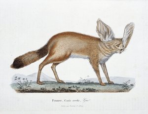 لوحة التاريخ الطبيعي: لوحة علم الحيوان التي تمثل Le Fennec و Canis zerda - في "" Completes of Buffon "لعالم الطبيعة جورج لويس لوكلير ، كونت بوفون (1707 - 1788). نقش من عام 1837. بواسطة جورج لويس لوكلير