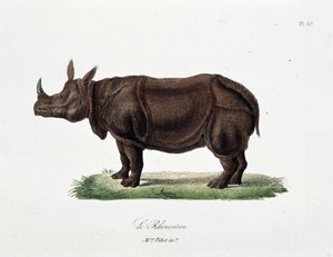 لوحة التاريخ الطبيعي: لوحة علم الحيوان تمثل Le Rhinoceros - في "" تكملة بوفون "لعالم الطبيعة جورج لويس لوكليرك ، كونت بوفون (1707 - 1788). نقش من عام 1837. بواسطة جورج لويس لوكلير