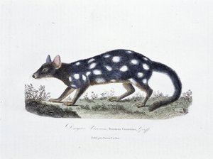 لوحة التاريخ الطبيعي: لوح علم الحيوان يمثل Dasyure Viverrin ، Dasyurus Viverrinus - في "" أعمال بوفون بالكامل "لعالم الطبيعة جورج لويس لوكلير ، كونت بوفون (1707 - 1788). نقش من عام 1837. بواسطة جورج لويس لوكلير