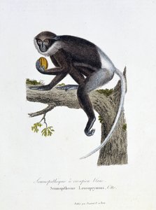 لوحة التاريخ الطبيعي: لوح علم الحيوان يمثل الردف الأبيض Semnopitheque ، Semnopithecus Leucoprymnus ، Otto - in "" Complete of Buffon "لعالم الطبيعة جورج لويس لوكلير ، كونت بوفون (1707 - 1788). نقش من عام 1837. بواسطة جورج لويس لوكلير