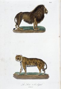 Natural History Plate: Zoological board representing the lion and the tiger - in “” Completes of Buffon”” by naturalist Georges Louis Leclerc, Count of Buffon (1707 - 1788). Engraving from 1837. بواسطة جورج لويس لوكلير