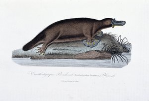 لوحة التاريخ الطبيعي: لوح علم الحيوان يمثل مفارقة أورنيثورينك (Ornithorhynchus Paradoxux) ، بلومنب - في "" أعمال بوفون "لعالم الطبيعة جورج لويس لوكلير ، كونت بوفون (1707 - 1788). نقش من عام 1837. بواسطة جورج لويس لوكلير