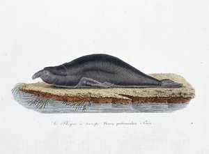 لوحة التاريخ الطبيعي: لوح علم الحيوان يمثل الختم a trompe ، Phoca proboscidea ، Peron - في "" Completely Works of Buffon "بقلم عالم الطبيعة جورج لويس لوكليرك ، كونت بوفون (1707 - 1788). نقش من عام 1837. بواسطة جورج لويس لوكلير