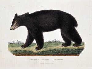 لوحة التاريخ الطبيعي: مخطط حيواني يصور الدب الأسود الأمريكي (Ursus americanus) - في "" أعمال بوفون "لعالم الطبيعة جورج لويس لوكلير ، كونت بوفون (1707 - 1788). نقش من عام 1837. بواسطة جورج لويس لوكلير