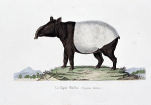 لوحة التاريخ الطبيعي: مخطط حيواني يمثل Le Tapir Maiba (Tapirus Indicus) - في "" Works of Buffon "لعالم الطبيعة جورج لويس لوكليرك ، كونت بوفون (1707 - 1788). نقش من عام 1837. بواسطة جورج لويس لوكلير