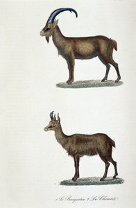 لوحة التاريخ الطبيعي: لوحة علم الحيوان تمثل 1. الوعل و 2. Le Chamois - في "" Completes de Buffon "لعالم الطبيعة جورج لويس لوكلير ، كونت بوفون (1707 - 1788). نقش من عام 1837. بواسطة جورج لويس لوكلير