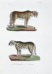 لوحة التاريخ الطبيعي: لوحة علم الحيوان تمثل 1. The Leopard و 2. Le Jaguar - في "" Complete Works of Buffon "لعالم الطبيعة جورج لويس لوكلير ، كونت بوفون (1707 - 1788). نقش من عام 1837. بواسطة جورج لويس لوكلير