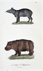 لوحة التاريخ الطبيعي: لوح علم الحيوان يمثل 1. The Tapir و 2. L