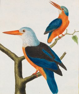 تاريخ طبيعي. طيور. لوحات مضيئة ، 1766-1782. بواسطة جورج لويس لوكليرك دي بوفون