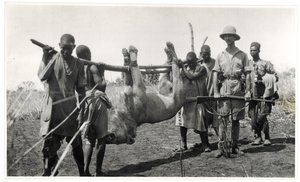 أسد في بحر الغزال ، أم دفوق ، 1925 (طباعة الجيلاتين الفضي) بواسطة جورج ماري هاردت