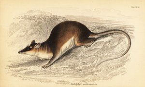 الأبوسوم البني ذو العيون الأربعة ، Metachirus nudicaudatus. ، 1841 (نقش) بواسطة جورج روبرت ووترهاوس