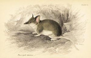 dunnart المشترك ، Sminthopsis murina. ، 1841 (نقش) بواسطة جورج روبرت ووترهاوس