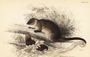 أستطيع رؤية الذيل الحلقي الشائع، Pseudocheirus peregrinus. 1841 (نقش) بواسطة جورج روبرت ووترهاوس