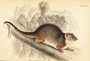 أستطيع أن أرى الذيل الدائري المشترك ، Pseudocheirus peregrinus. ، 1841 (نقش) بواسطة جورج روبرت ووترهاوس