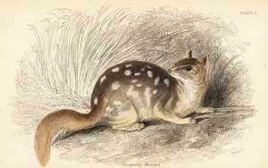 الدصيور الشرقي، الراكون Dasyurus. المهددة بالخطر. 1841 (نقش) بواسطة جورج روبرت ووترهاوس