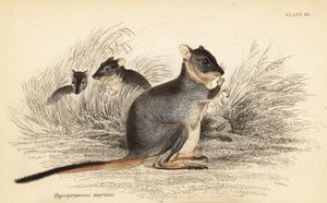طويلة القدمين potoroo ، طويلة potorous. ضعيف ، 1841 (نقش) بواسطة جورج روبرت ووترهاوس
